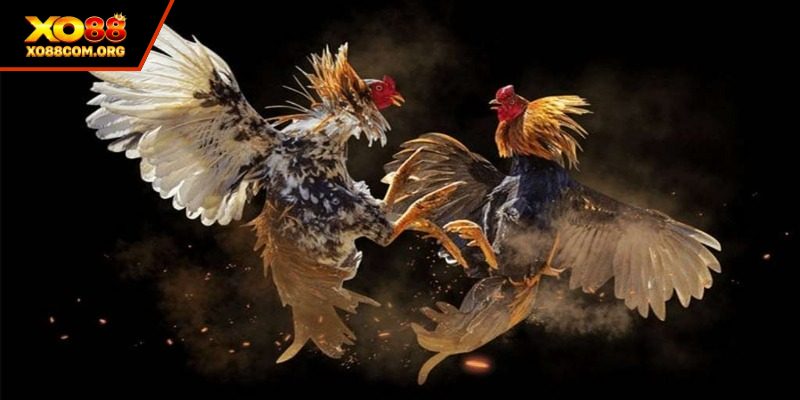Trực tiếp đá gà C1 đầy kịch tính, sôi động